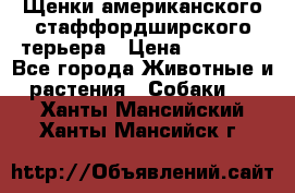 Щенки американского стаффордширского терьера › Цена ­ 20 000 - Все города Животные и растения » Собаки   . Ханты-Мансийский,Ханты-Мансийск г.